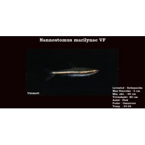 Nannostomus marilynae VF