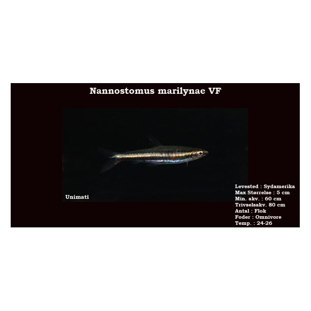 Nannostomus marilynae VF