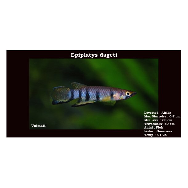 Epiplatys dageti