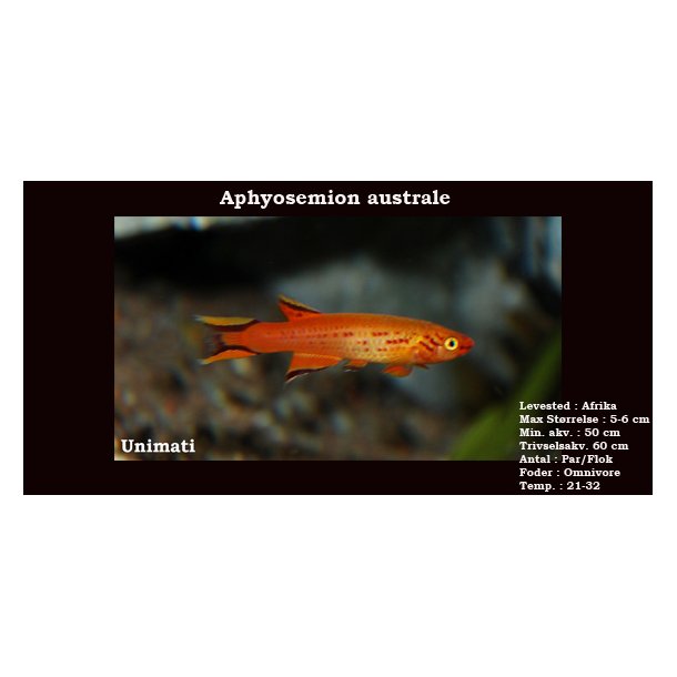 Aphyosemion australe 