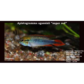 Apistogramma agassizii 