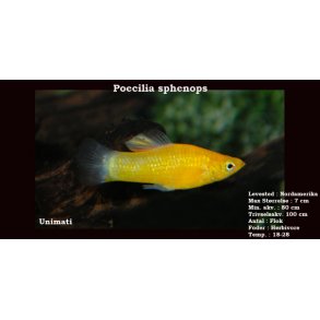 Poecilia sphenops - Guld molly