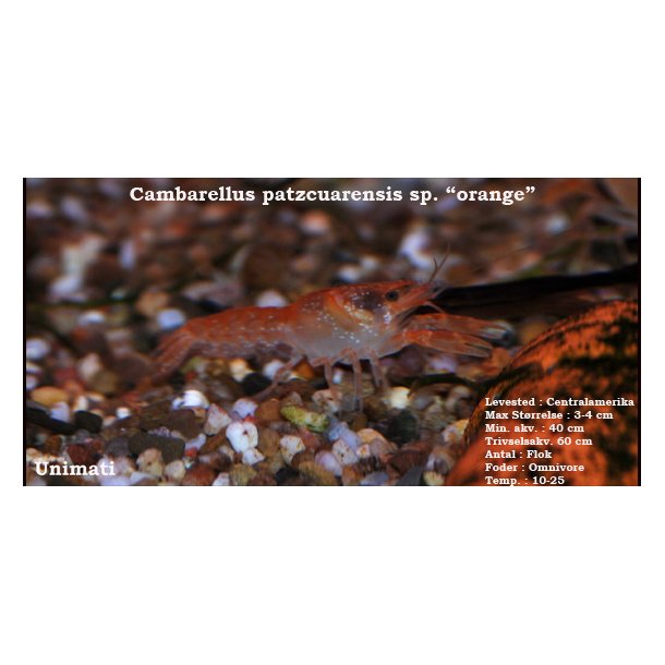Cambarellus patzcuarensis sp. "orange" - CPO Krebs