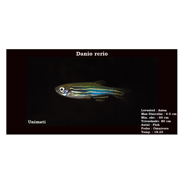 Danio rerio - Zebrafisk