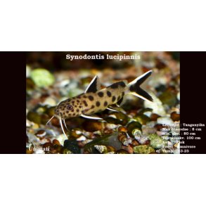 Synodontis lucipinnis
