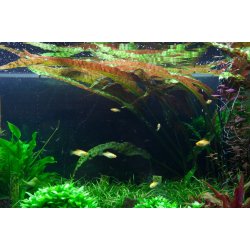 Cryptocoryne usteriana, Potte