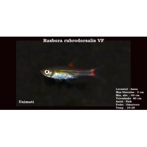 Rasbora rubrodorsalis VF