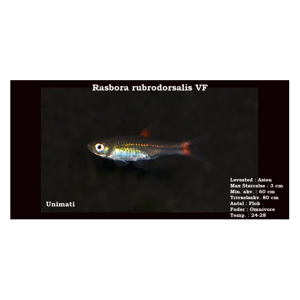 Rasbora rubrodorsalis VF