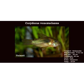 Corydoras venezuelanus