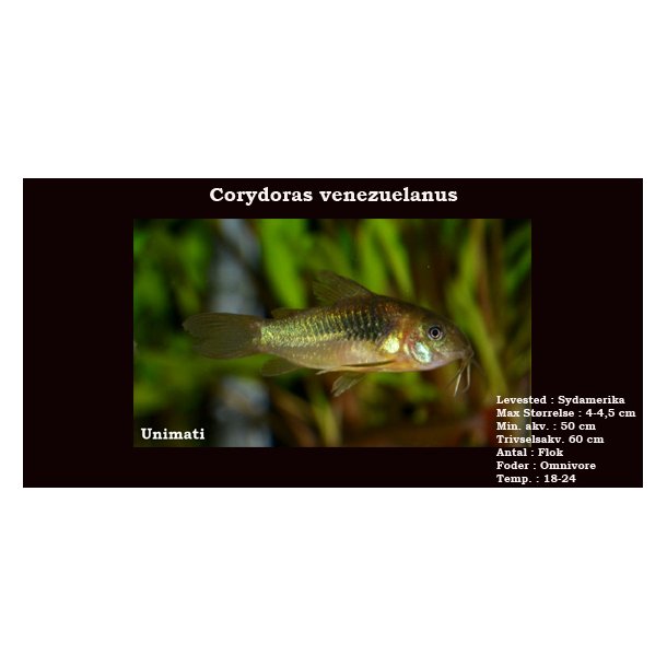 Corydoras venezuelanus