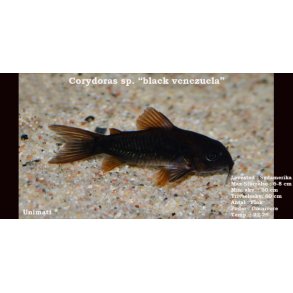 Corydoras sp. 