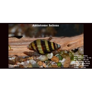 Anentome helena 