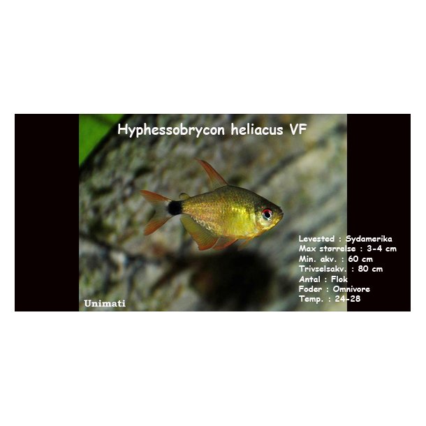 Hyphessobrycon heliacus VF