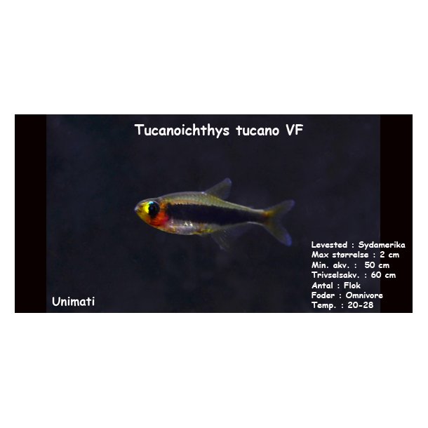 Tucanoichthys tucano VF