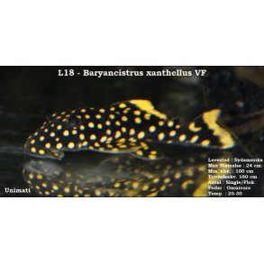 L018 - Baryancistrus xanthellus - Golden Nugget VF