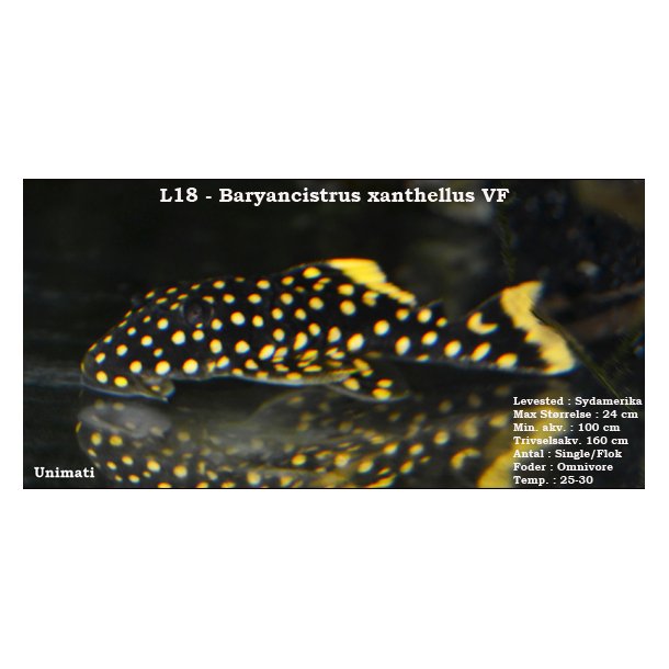 L018 - Baryancistrus xanthellus - Golden Nugget VF