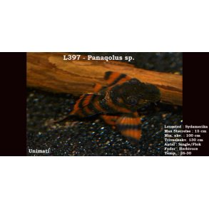 L397 - Panaqolus sp. 