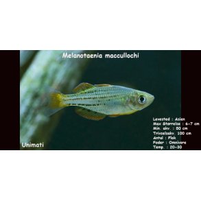 Melanotaenia maccullochi