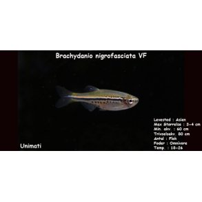 Brachydanio nigrofasciata VF