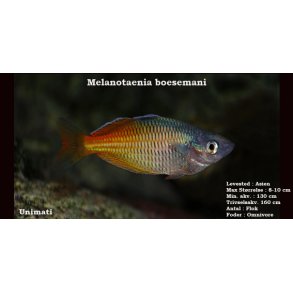 Melanotaenia boesemani - Bosemans regnbuefisk