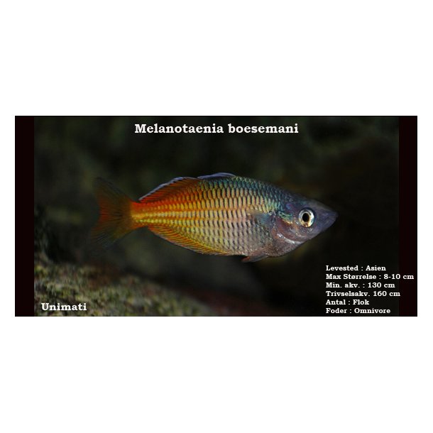 Melanotaenia boesemani - Bosemans regnbuefisk