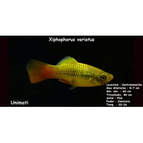 Xiphophorus variatus - Indianer Platy