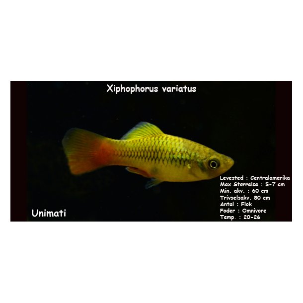 Xiphophorus variatus - Indianer Platy