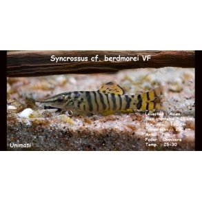 Syncrossus berdmorei VF