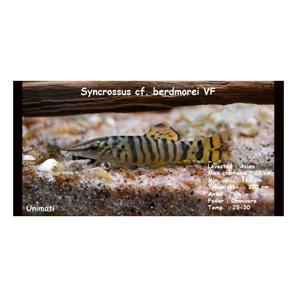 Syncrossus berdmorei VF