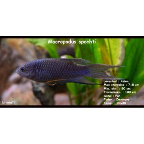 Macropodus spechti