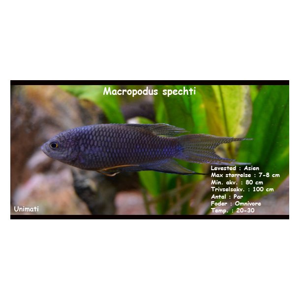Macropodus spechti