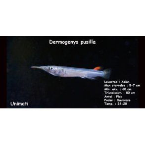 Dermogenys pusilla - Halvn�b