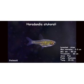 Horadandia atukorali VF