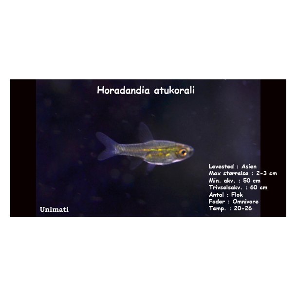 Horadandia atukorali VF