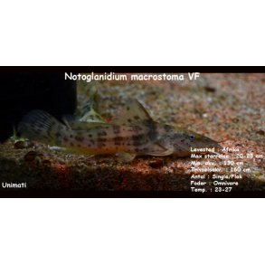 Notoglanidium macrostoma VF - Dvrg Girafmalle