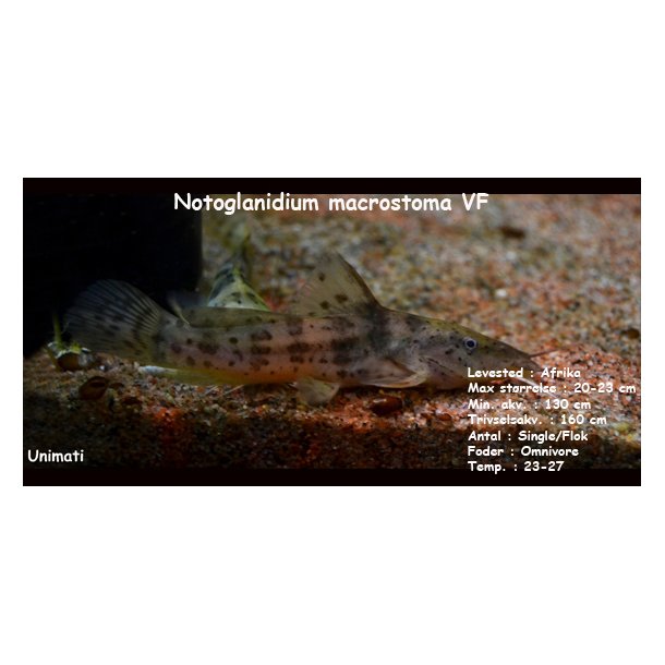 Notoglanidium macrostoma VF - Dvrg Girafmalle
