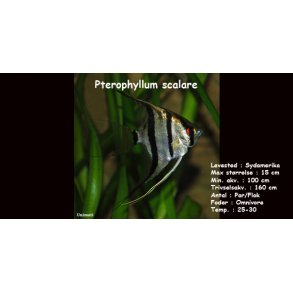 Pterophyllum scalare