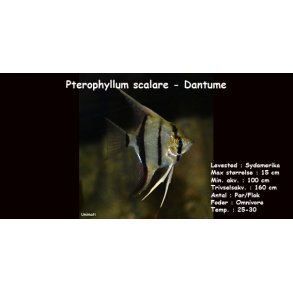 Pterophyllum scalare - Dantume