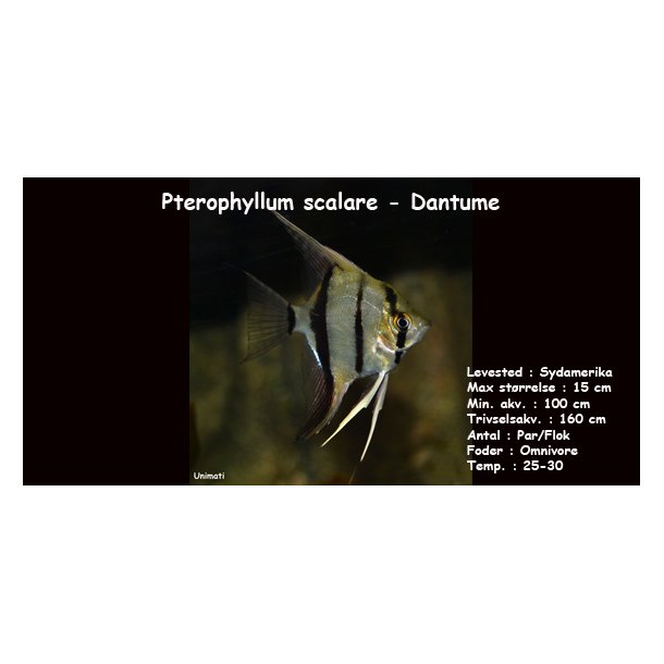 Pterophyllum scalare - Dantume