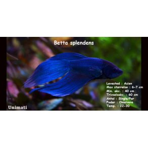 Betta splendens han