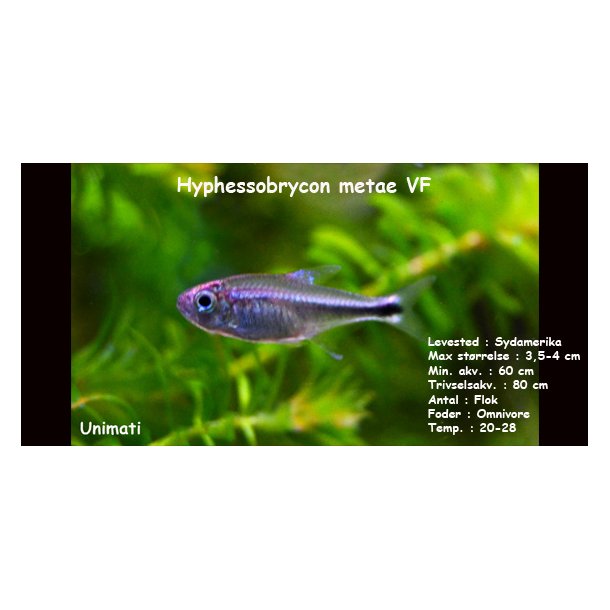 Hyphessobrycon metae VF