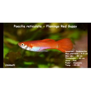 Poecilia reticulata - Flamingo Red Guppy