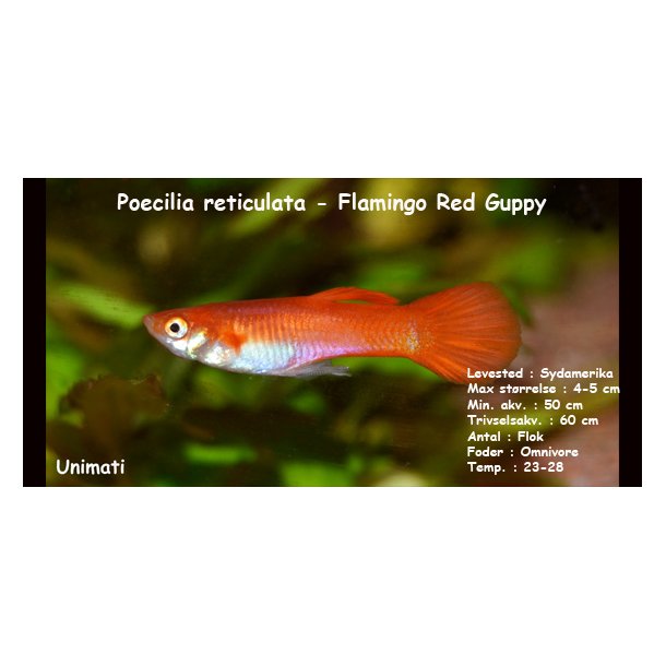 Poecilia reticulata - Flamingo Red Guppy