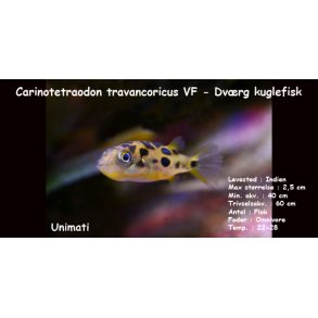 Carinotetraodon travancoricus VF - Dvrg kuglefisk
