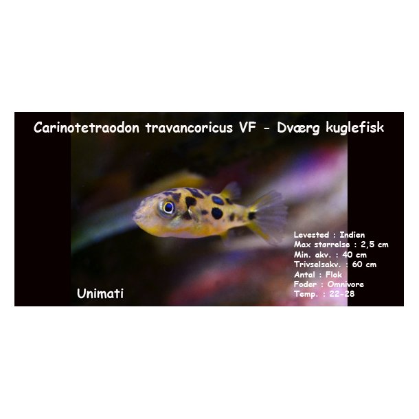 Carinotetraodon travancoricus VF - Dvrg kuglefisk