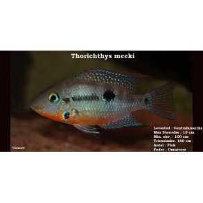 Thorichthys meeki