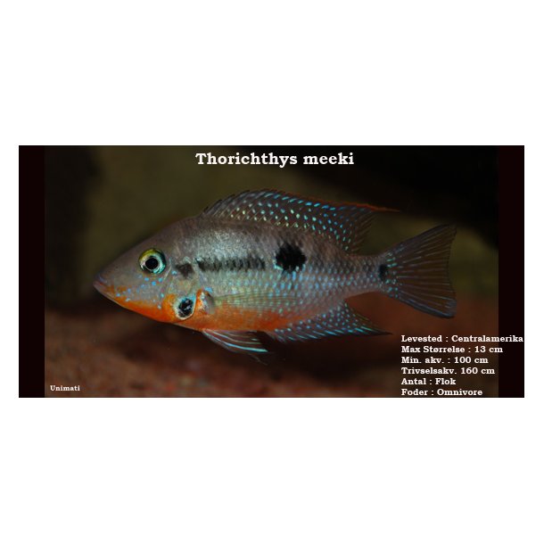 Thorichthys meeki