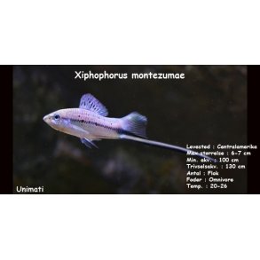 Xiphophorus montezumae