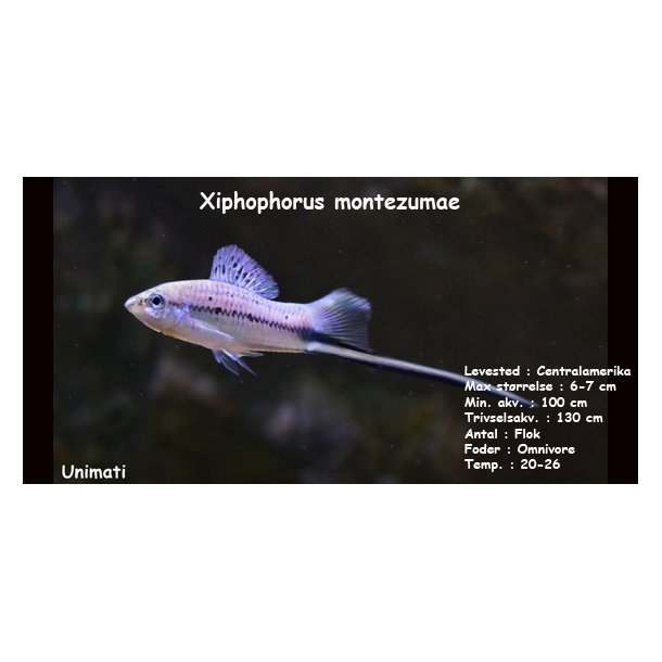 Xiphophorus montezumae