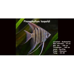Pterophyllum leopoldi